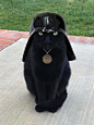 星战 头盔 黑猫