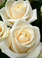 白玫瑰！