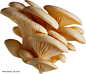 植物菌类蘑菇3