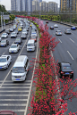道路绿化提升的搜索结果_360图片