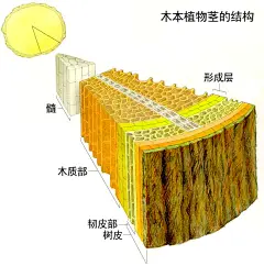 木质部,韧皮部,形成层,树皮_百度知道