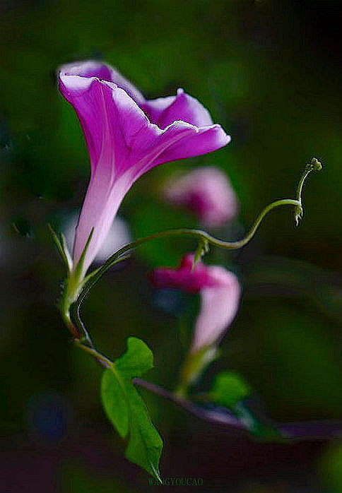 牵牛花
牵牛花的花语：爱情/依赖