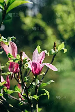 粉红色的木兰花在春天时间散焦的绿叶背景。春季开花