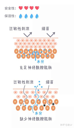 子沐mu采集到皮肤结构