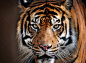 虎,虎眼石,野外动物,野生动物,动物头,虎纹,勇气,动物,西伯利亚虎,大型猫科动物图片素材下载-稿定素材
