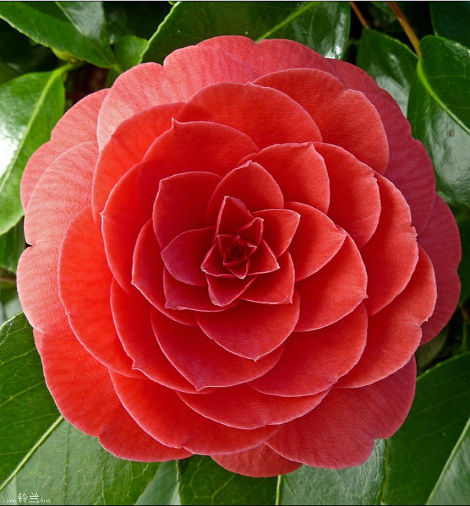 #微距# #鲜花# #山茶花# 灬铃兰灬...