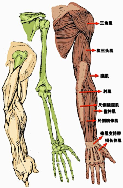 八月的彩虹采集到艺用人体结构学