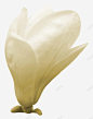 白色栀子花装饰花艺 创意素材