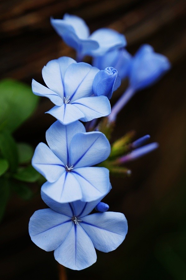 藍雪花