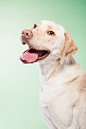 Ty Foster | Animal and Dog Photographer | DOG-IN-STUDIO | 15 : Greyhound 