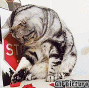 喵滴~~胖纸灵活的小爪居然抓不起花瓣.....

