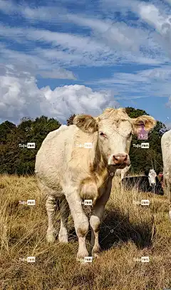 白色的奶牛 奶牛 小母牛 锁屏壁纸 美丽的壁纸 手机壁纸 牧场