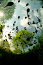 handa:
500px: - Tadpoles by Bert Willaert