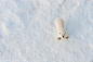 500px / Polar Bear by Ian Mears