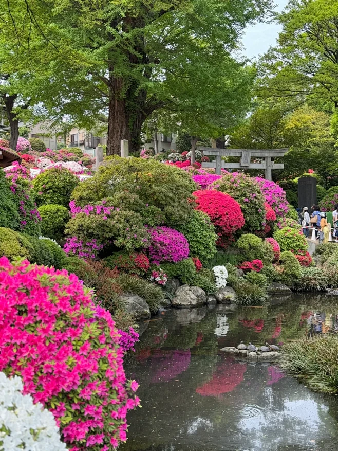 根津神社第53回杜鹃祭｜人海拍花海 - ...
