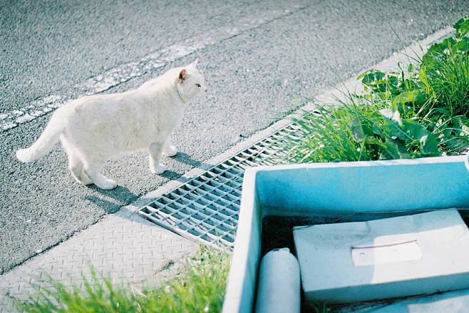 昨日が猫の日なの、すっかり忘れてた<br...