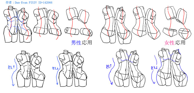 「男性女性の体で描く方法简略化補充と対比...