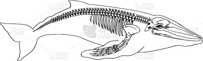 鲸的骨架