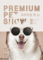 阿拉斯加雪橇犬酷炫眼镜展宠物海报 海报招贴 动物宠物