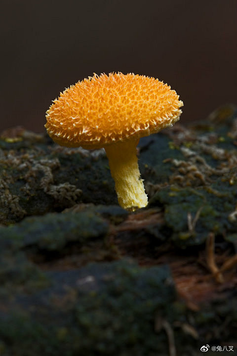 一组可爱的菌类摄影作品
一起来画小蘑菇呀...