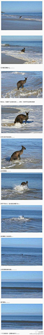 在澳大利亚的一个海滩上，一名游客突然发现了这只抑郁的袋鼠，它在海边站立了好久，于是拿起相机拍摄，谁知看到的竟是让他都觉得不可思议的这一 幕。。事后，据动物学家介绍，动物有时也会患上抑郁症，有些也会选择自杀的方式了结此生。这样一只动情的袋鼠，也许上辈子是人类吧...