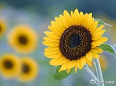 Keep your face to the sunshine and you cannot see the shadow. It's what sunflowers do. 每天早上醒来把你的脸朝向太阳，你将永远不怕黑暗阴影。像向日葵一样永远面对阳光！