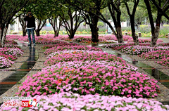 GuLuck采集到植物、组团空间