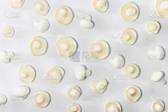 姬菇,白色背景,平铺,白色,孢子,排列整齐,自然,水平画幅,小的,素食