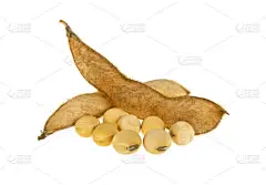 大豆豆荚隔离在白色背景上。豆浆蛋白质植物 