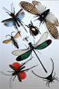 蝶语：昆虫标本混搭装 真昆虫欧美大牌简约风 高端定制-淘宝网