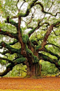 The Angel Oak in South Carolina.
