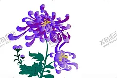 手绘菊花 【酷图网】手绘菊花,紫色菊花,菊花,插画,手绘花,中国风