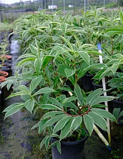 花叶闭鞘姜：喜半阴，可用于林下。