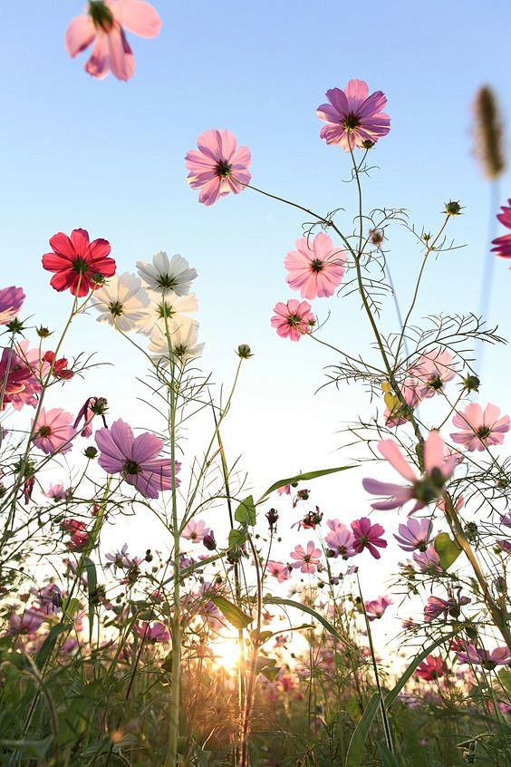 Cosmos flower with b...