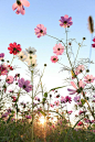 Cosmos flower with blue sky by Yen Hung Lin