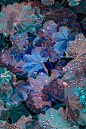 plants Flowers water Photography  Nature lightroom neon macro color glow