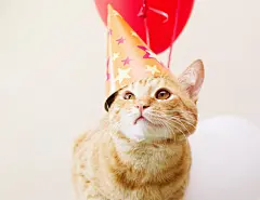 点击来源直接获取大图文件 |戴着节日帽子的红猫在气球背景前。猫的生日