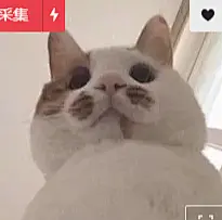 表情包(593图)_@橙子耶收集_花瓣