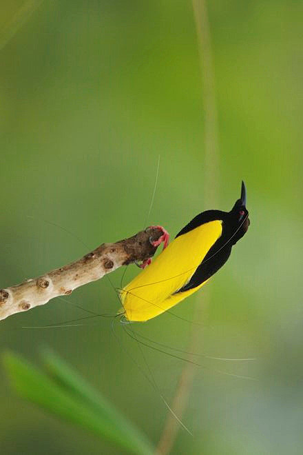 雀形目极乐鸟科十二线极乐鸟属十二线极乐鸟