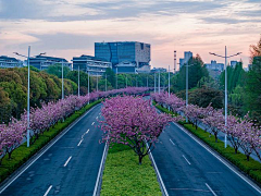freedom216采集到道路绿化