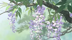 This may contain: purple flowers hang from a tree branch in front of a blue and green sky background