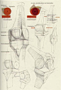 A wonderful book: Die Gestalt des Menschen by Gottfried Bammes - ConceptArt.org Forums: 