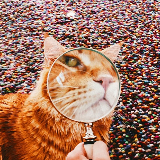 猫咪Kotleta的炫酷艺术照