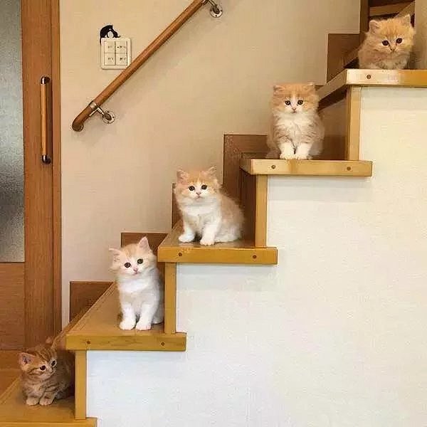 自从自家的猫生完宝宝后，家里的楼梯就没得...