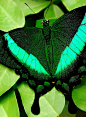 flowerling:

Emerald Swallowtail by scilit on Flickr.


