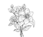 千库网_线描植物花朵_元素编号12826431