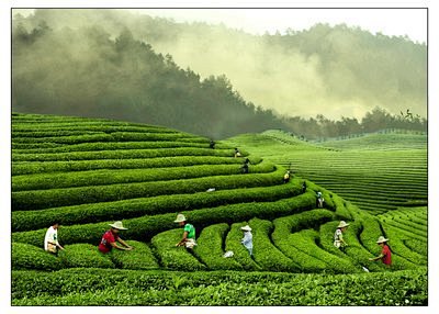 一场茶叶界的盛会将在“茶乡”武义盛大举行