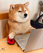 其中可能包括：a dog sitting on a desk with a laptop and mouse in front of its face
