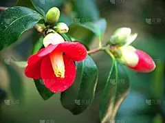 茶花盛开，香气扑鼻