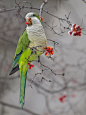Snow Parrot